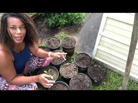 How To Grow And Plant Chinese Napa Cabbage IN A Container Garden