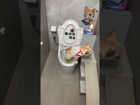 Don't say I don't flush when I go to the toilet. A scene under monitoring French bulldog Daily rec
