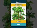 rainforest - selva video thumbnail