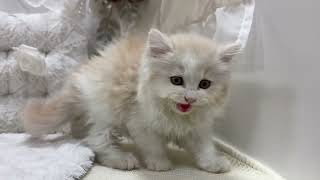 スコティッシュフォールドの動画01