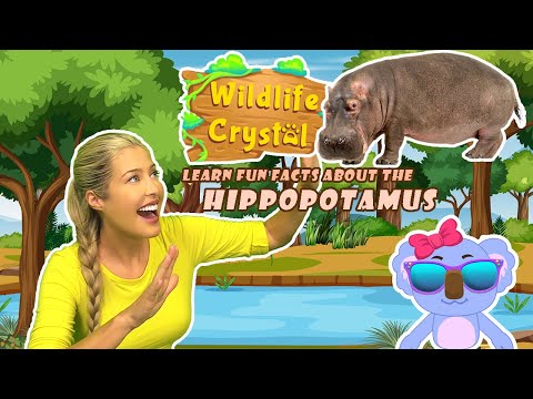 Hippopotamus Facts