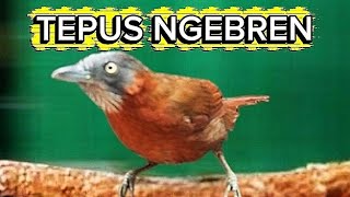 Download lagu TEPUS KEPALA ABU GACOR SUARA  mp3