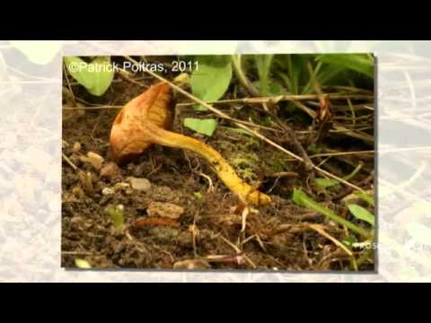 Chalciporus piperatus - fungi kingdom