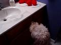 Finding Elmo