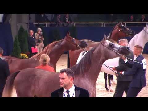 Memories of Aachen 2019 - All Nations Cup - Part 16 - Championship -  Junior Colts