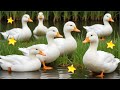 Ducks Ducks Swimming In The River Ducks Swimming Quacking Quacking Ducks Swans And Fish