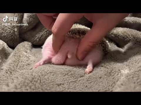 枝分かれしたハリネズミのお尻 植物