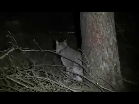 Ryś Nadleśnictwo Resko