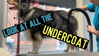 Rough Collie Gets A Pre-Bath Blowout - Dog Grooming