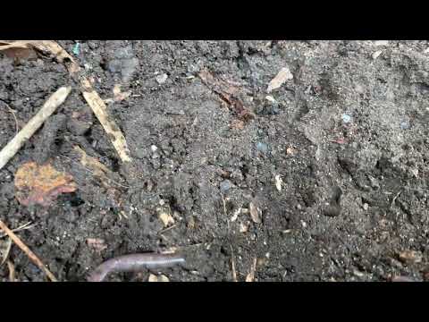 Several Logs Filled with Termites in Skillman, NJ