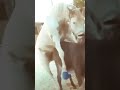 Horse And Donkey Cross In English