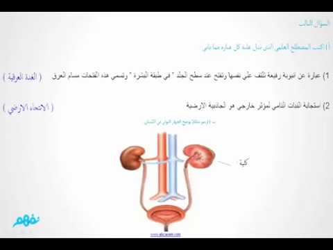 حل نموذج اختبار وزارة التربية والتعليم - الأحياء - للصف الثاني الثانوي الأزهري - نفهم