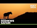 Madikwe Safari May 2024 TRIP REPORT