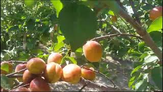 BAHÇEDE PEYZAJ İŞİ BİTTİ SAYILIR HAVA 42 DERECE HER YER ORMAN GİBİ OLD