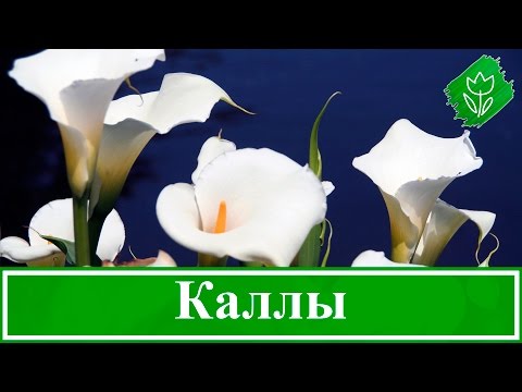 Калла В Домашних Условиях Фото