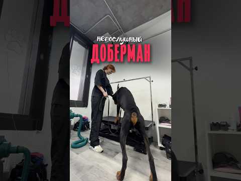 Вот такой доберман, собачка #собака #собаки