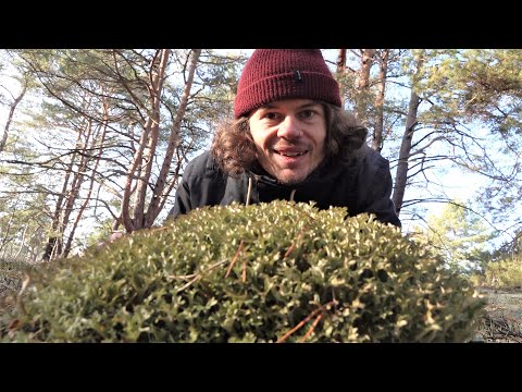 Iceland moss - location, characteristics, ecology, use, history