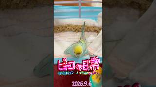 Download lagu ピーコの日常〜9.6エドワードエルガー🎻✨威風堂々🦜✨💖✨ mp3