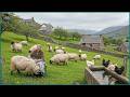 Peaceful Countryside Life In Scotland Sheep Farming Fruit Harvesting Simple Living