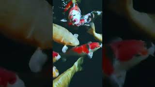 Can you make money with koi fish?