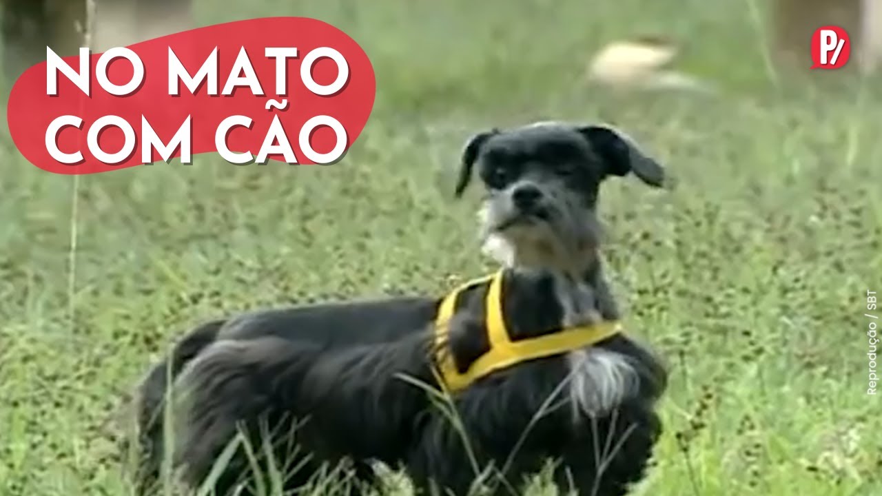 DOGUINHOS SE DERAM MAL | CÂMERAS ESCONDIDAS