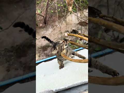 餵小貓喫魚 小8這走位太厲害了 真不愧是狸花貓啊 小7我記得沒喫魚啊 怎麼下去了 搶的誰的啊？