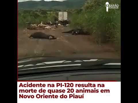 ACIDENTE NA PI-120 RESULTA NA MORTE DE QUASE 20 ANIMAIS EM NOVO ORIENTE DO PIAUÍ