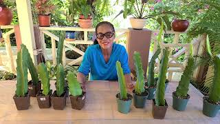 Easy Way to Propagate Sturdy Dragon Fruit Plants from Stem Cuttings