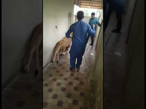 Lion Attack on Man | Nouman Hassan |