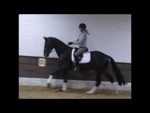 GRISU 3j. v. Grey Flanell - Sandro Hit -  for sale