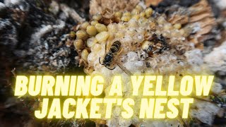 WARNING: Burning A Yellow Jacket's Nest Can Be Dangerous!