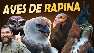 Miniatura do vídeo