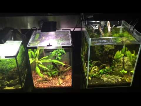 Aquael aquarium displays at Majestic Aquariums