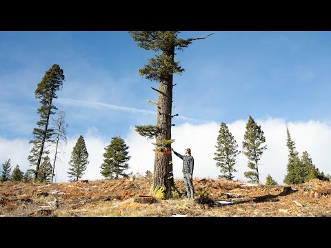 The Trees with Orange Rings