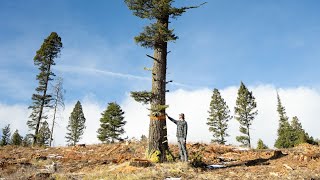The Trees With Orange Rings - Official Trailer