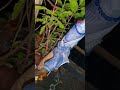 Tulsi Vivah Mangalashtak Marathi
