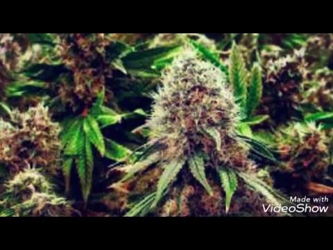 T-Dixx #Lecoupdupatron fressky 2k17