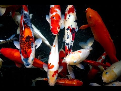 [4K] Beautiful Relax Music Sleep with Japanese Koi Carp Fish - Meditation, Study Music, Spa, Yoga