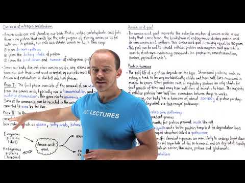 Introduction to nitrogen metabolism