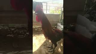 Download lagu dasar suara Ayam pelung mewah mp3