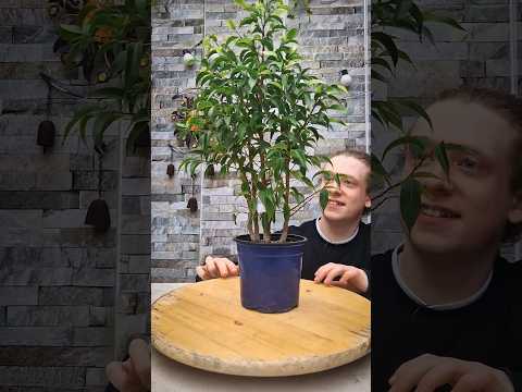 Beschneiden eines Ficus Benjamina Bonsai