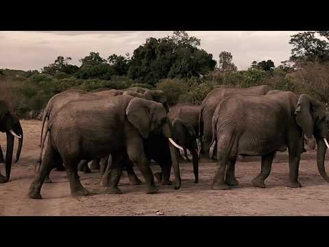 SpiceHouse - The World is a Jungle