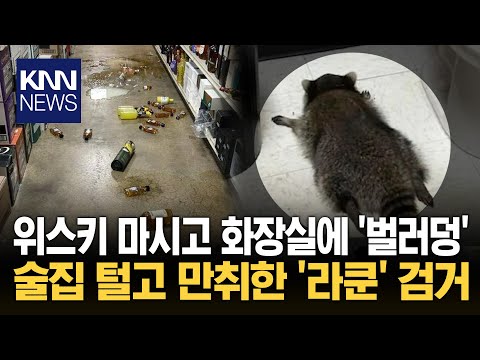 술집 위스키 털어먹더니 '벌러덩' 화장실에 뻗어있는 '만취 라쿤'?/ KNN