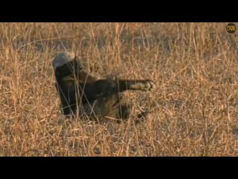 Honey Badger Grooms July 18, 2019