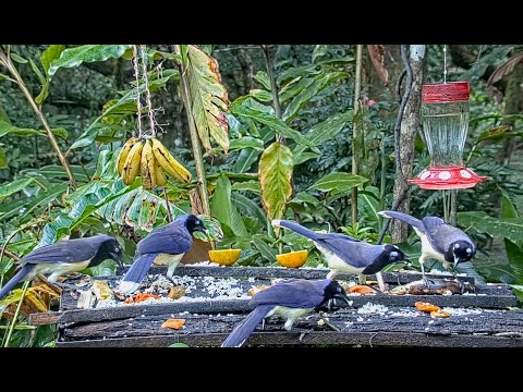 Black-chested Jays Flock To The Panama Fruit Feeder – March 19, 2021