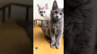 Twins? #cat #mainecoon #love #kitten