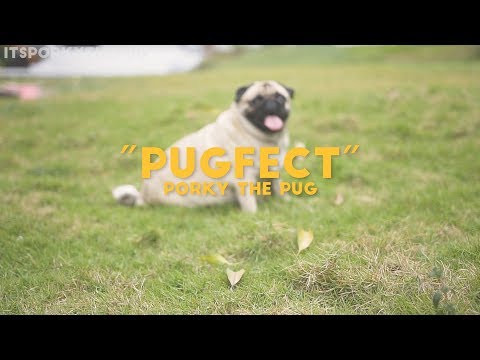 "Pugfect" by Pug Sheeran ("Perfect" by Ed Sheeran Pug version)