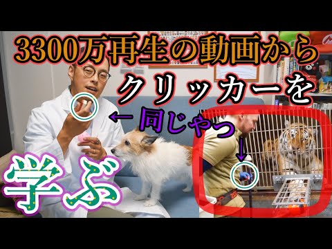 犬用クリッカー - それは何か、そしてどのように機能するか