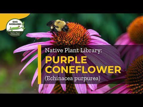 How to Grow Purple Coneflower (Echinacea purpurea)