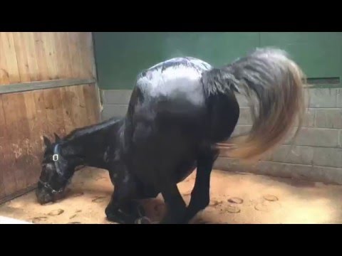 download lagu mp3 mp4 Orlov Trotter Price, download lagu Orlov Trotter Price gratis, unduh video klip Orlov Trotter Price